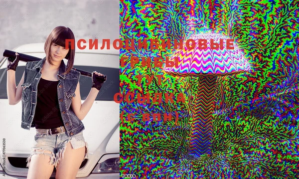 прущие грибы Ельня